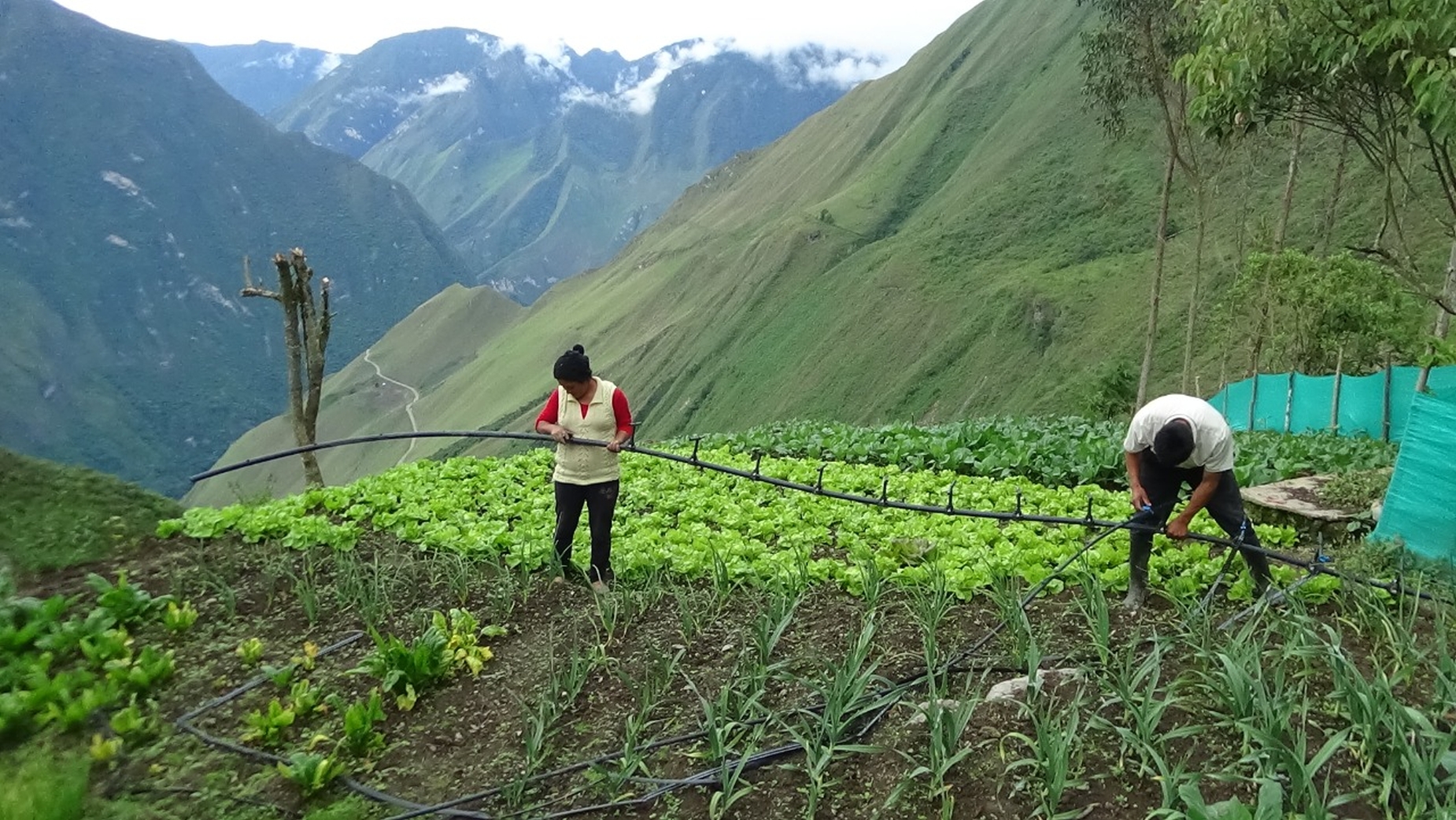 EJEMPLO. Un grupo de agricultores de esta región apostó por la producción orgánica de alimentos.   