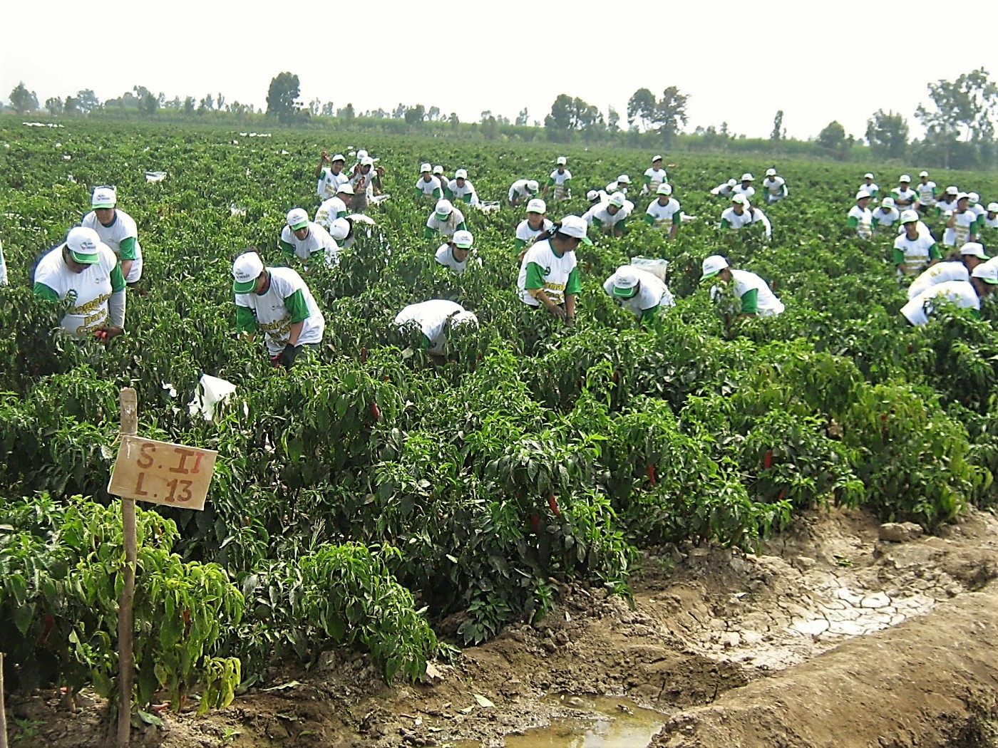 CUESTIONADAS. Los trabajadores agrarios acataron un paro en Ica y La Libertad para reclamar mejoras laborales. 