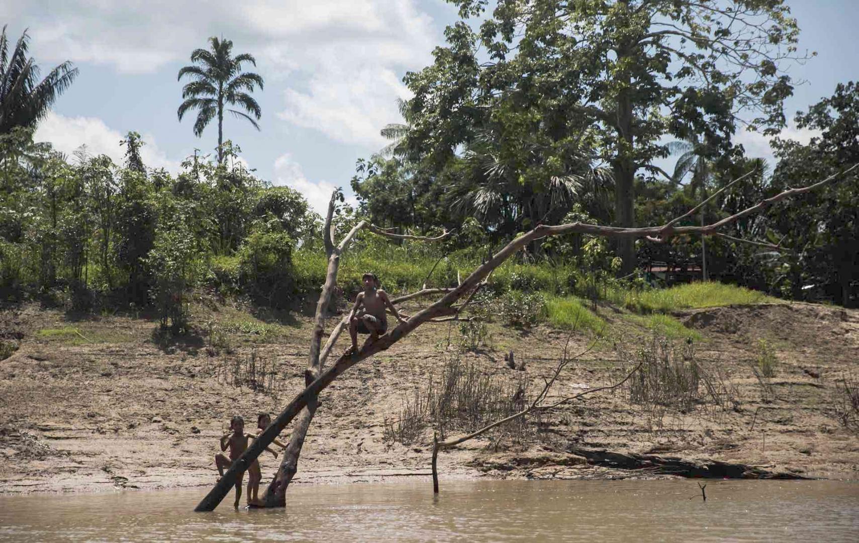 INVESTIGACIÓN. Informe reciente de la ONU, a partir de la revisión de 300 estudios científicos, analiza el rol de los territorios indígenas en el cuidado de los bosques.  