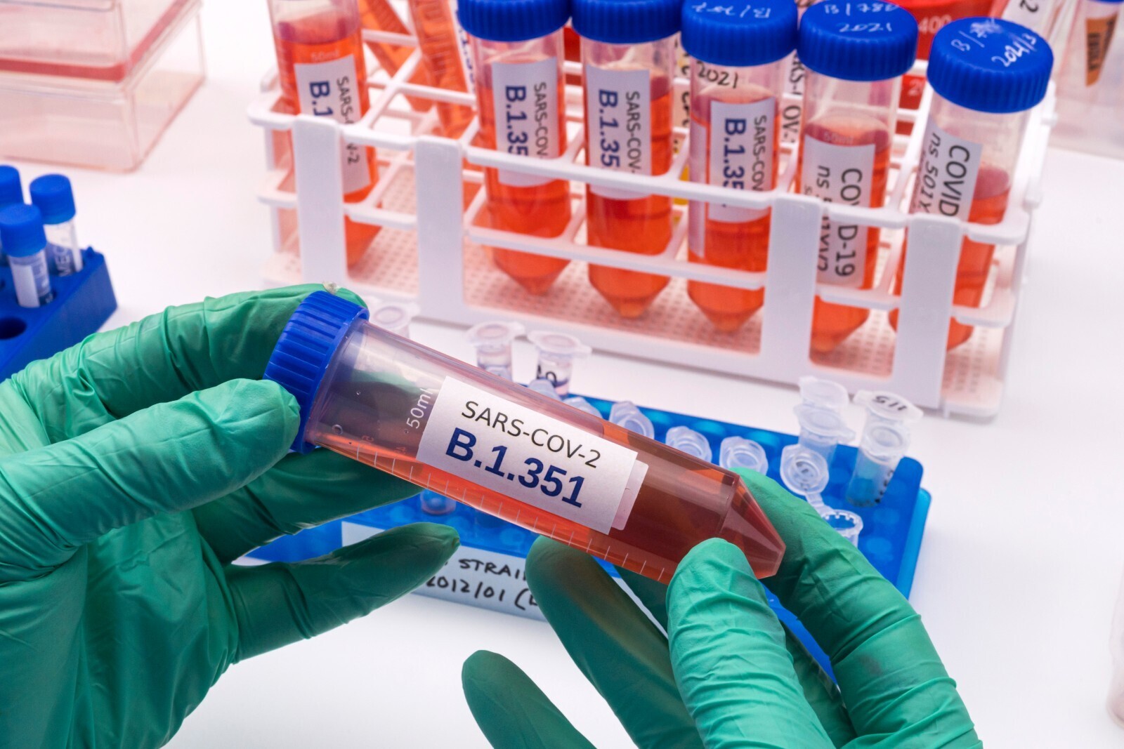 B.1.351. Esta variante del coronavirus, detectada originalmente en Sudáfrica, reduce la eficacia de algunas vacunas.