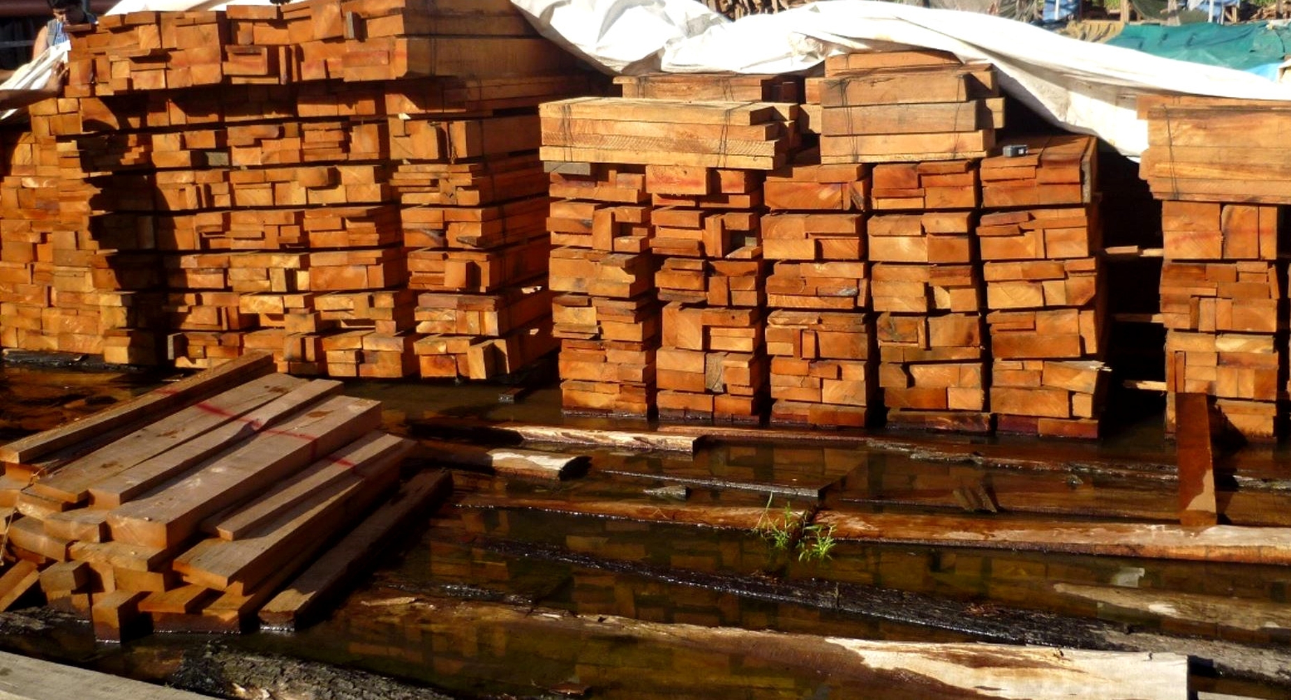 SANCIONADA. Inversiones La Oroza, la empresa del ingeniero forestal Luis Ángel Ascencio Jurado, se encuentra impedida de exportar madera hacia Estados Unidos hasta el 2023.