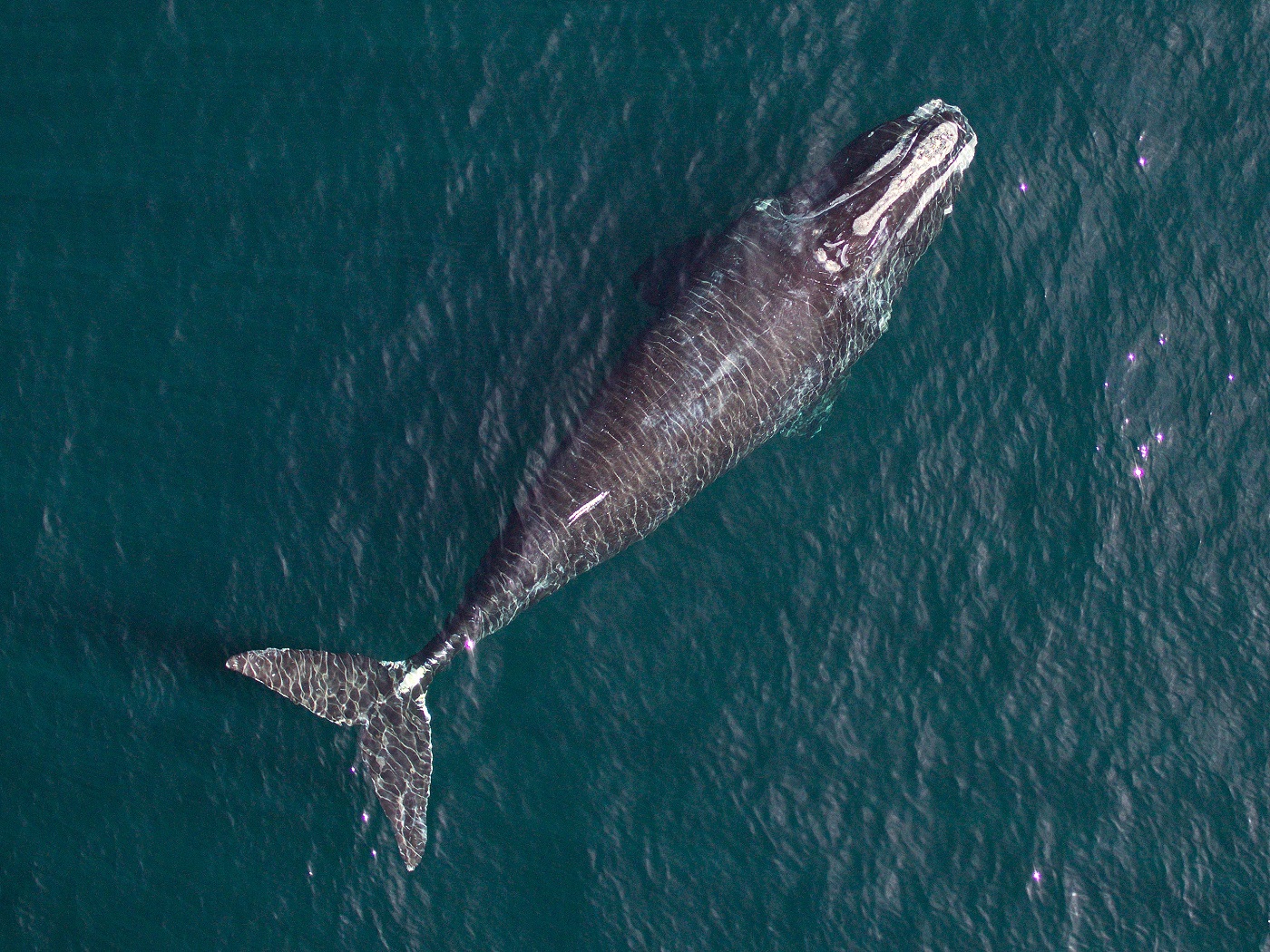 PELIGRO. Además de su posible extinción, las ballenas del Atlántico norte -también llamadas de los vascos- también se están encogiendo según reciente investigación. 