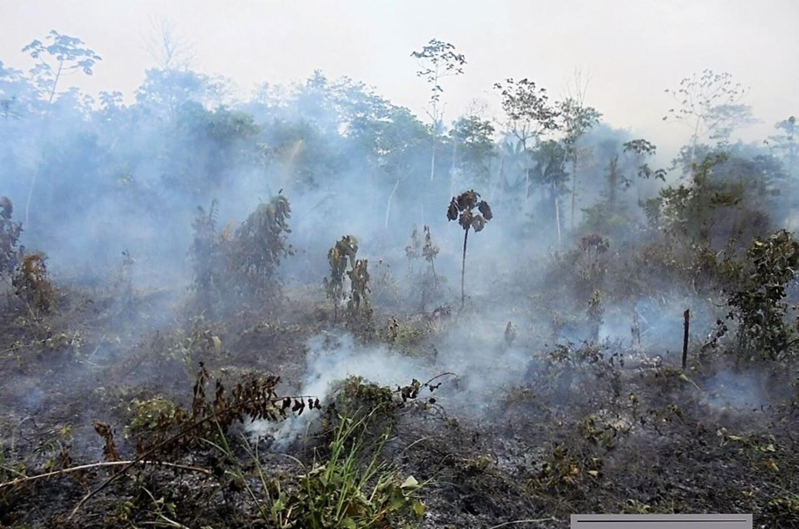 CONSECUENCIAS. Los incendios forestales y la deforestación han impactado en el equilibrio de la Amazonía