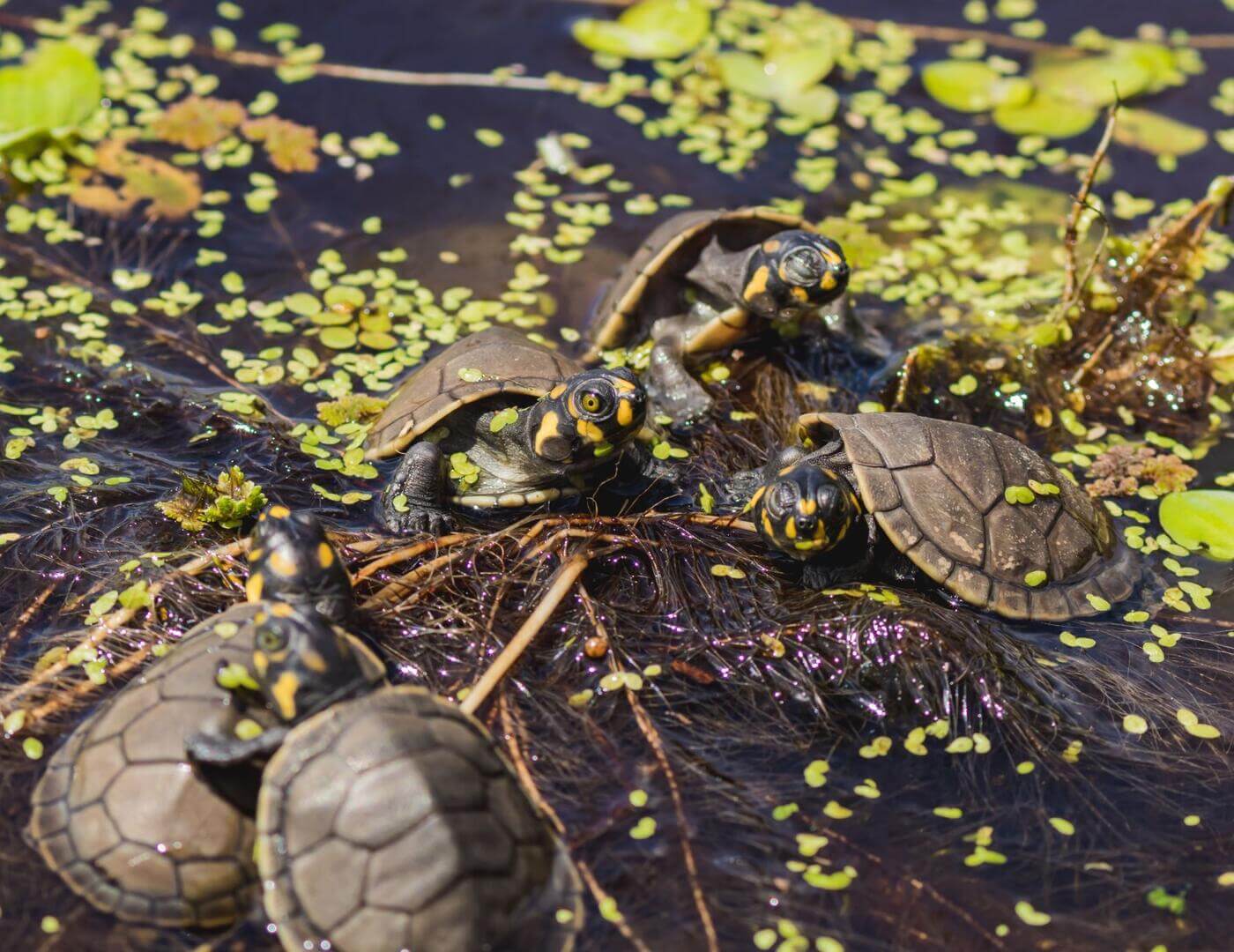 VÍCTIMA. La taricaya figura como vulnerable en la lista de especies amenazadas. Aunque se logró salvarla de la extinción suele estar en la mira de los traficantes de fauna. 