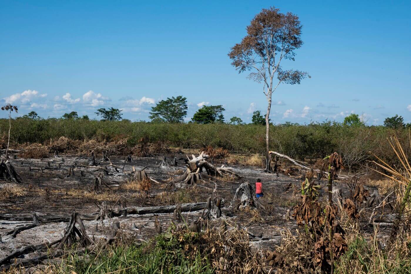 HUELLAS. Rastros de lo que dejó un incendio forestal cerca de la comunidad de San Francisco, en el distrito de Yarinacocha, Ucayali.
