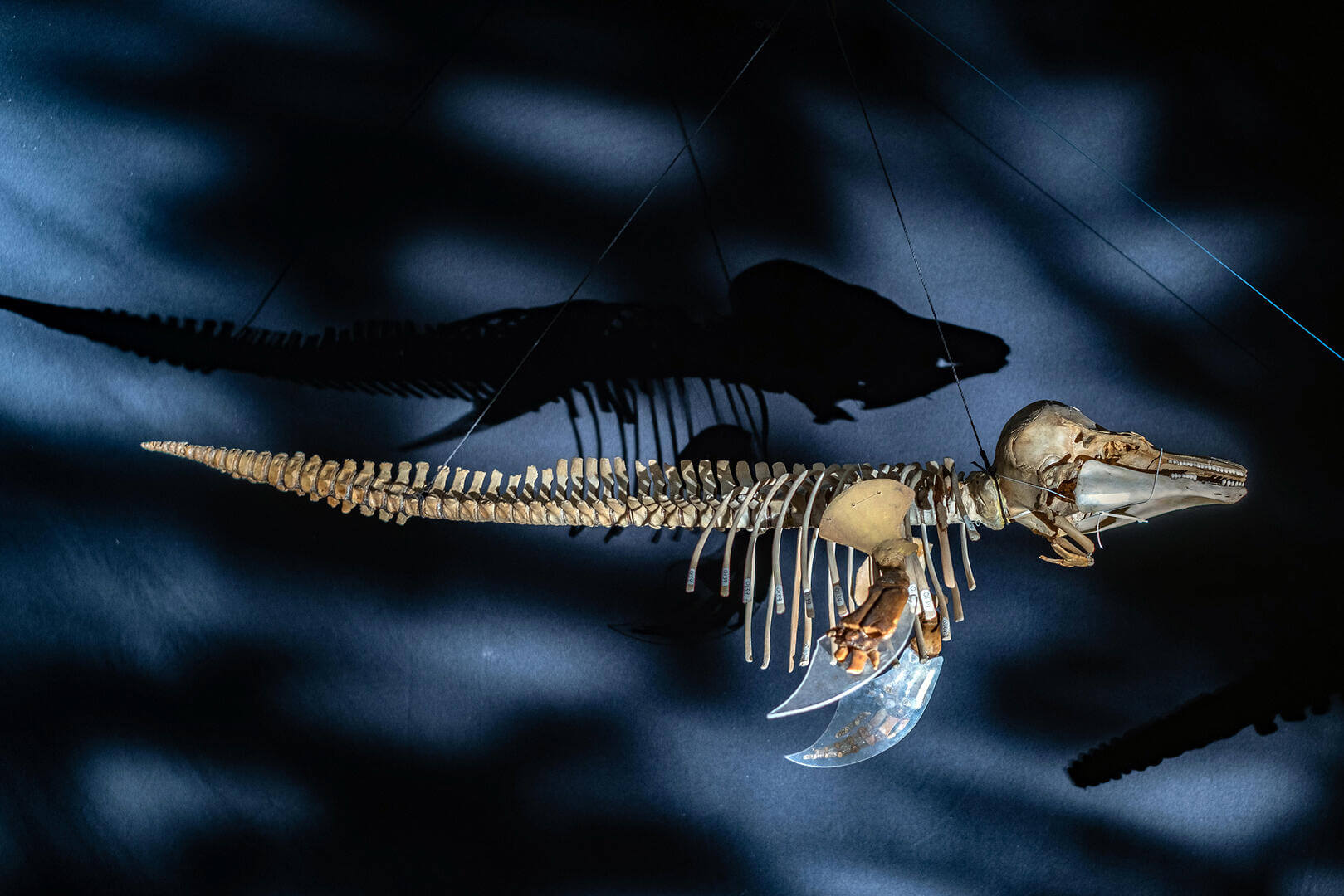 EXTINCIÓN. La marsopa, también llamada vaquita, es un mamífero del golfo de México que hoy se encuentra en peligro de extinción debido a comparte su hábitat con la pesca artesanal, su conservación implica el cambio a la forma en que se pesca en esta zona. Ahí empieza el principal problema de su conservación.