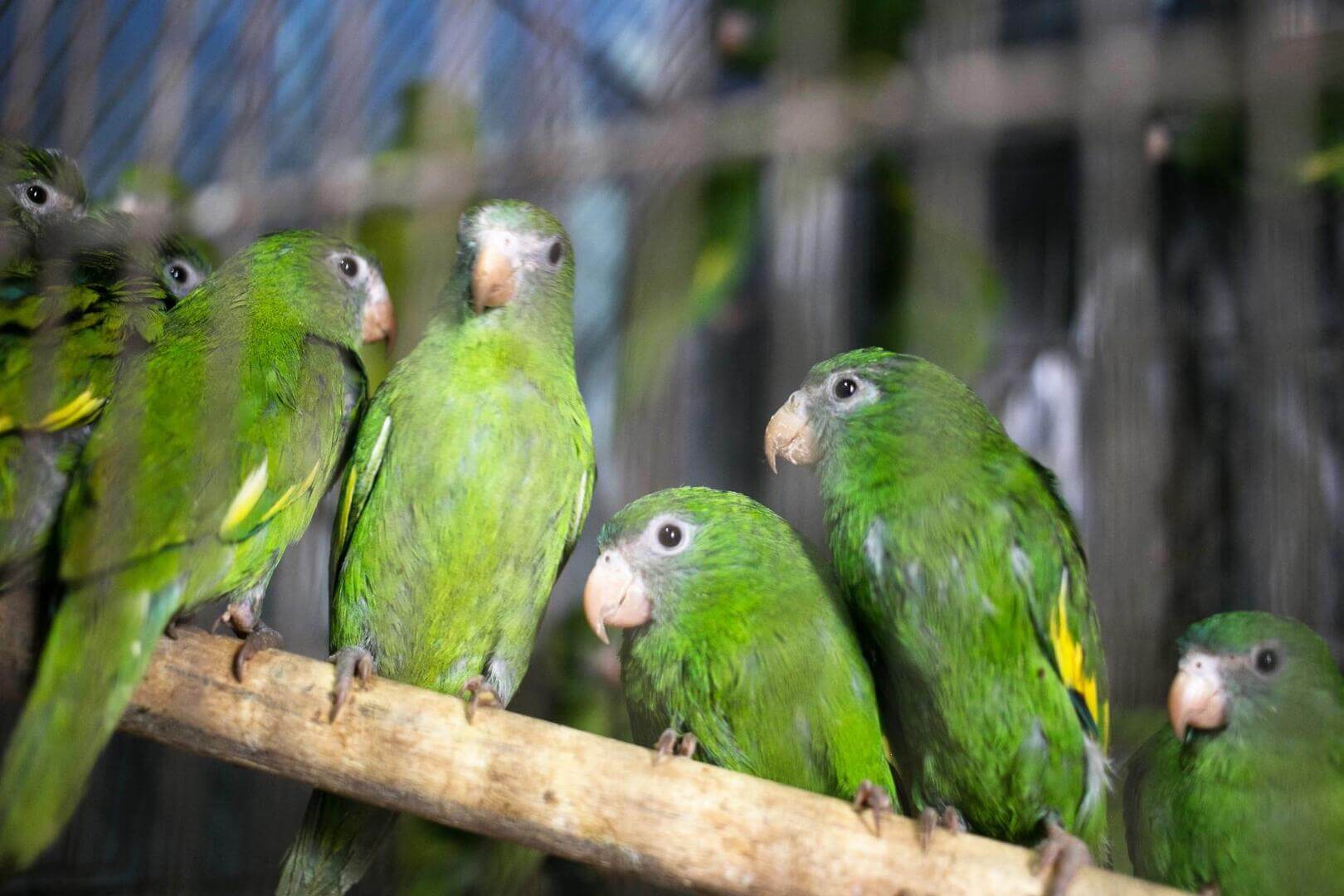 PELIGRO.De enero a agosto de este año, Serfor ha incautado 1,813 especies silvestres vivas que eran comercializadas pese a su prohibición. 