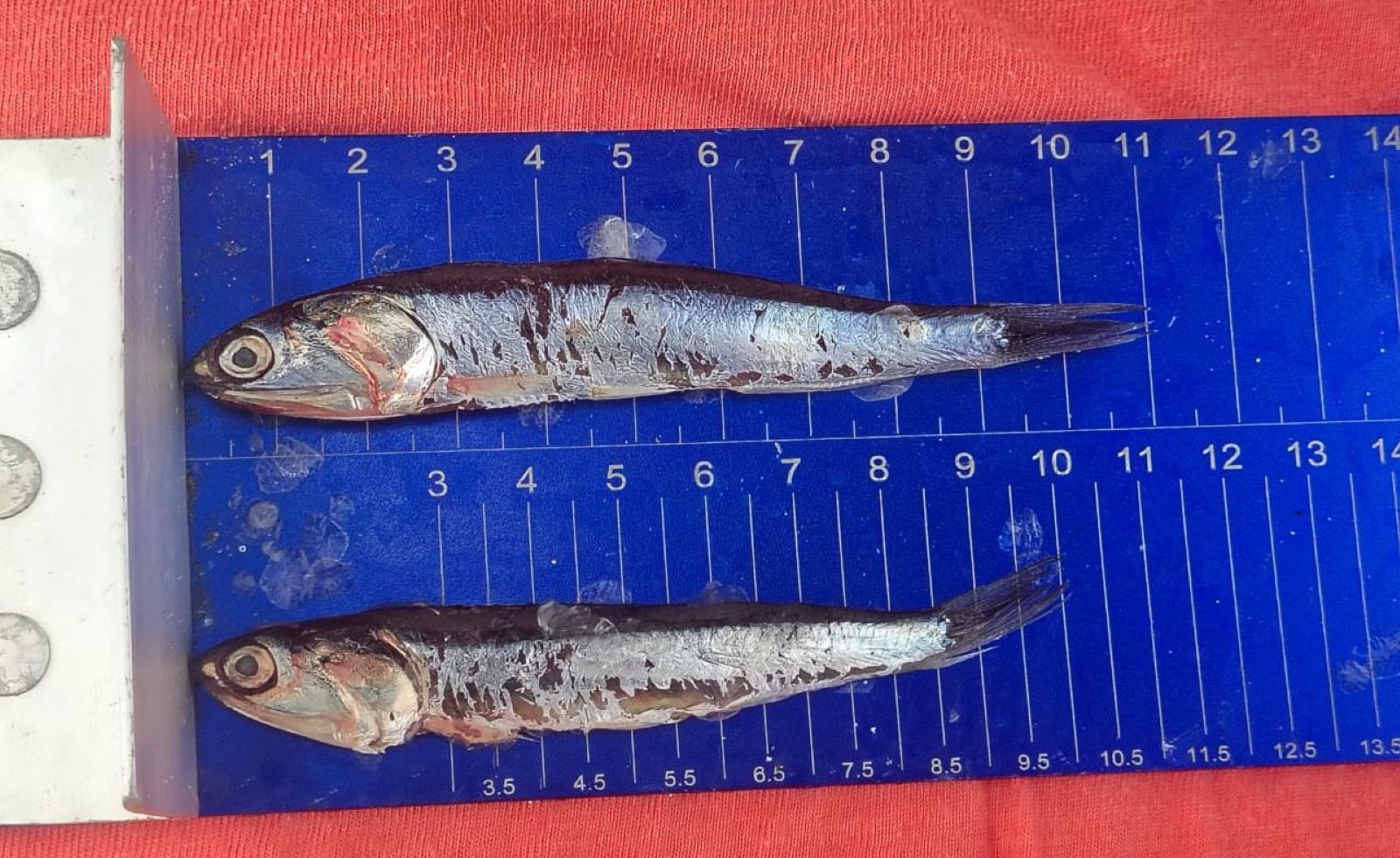 JUVENILES. De un total de 333.884 toneladas de anchoveta que se han extraído en los primeros 13 días de la temporada de pesca, 135.550 toneladas fueron juveniles. 