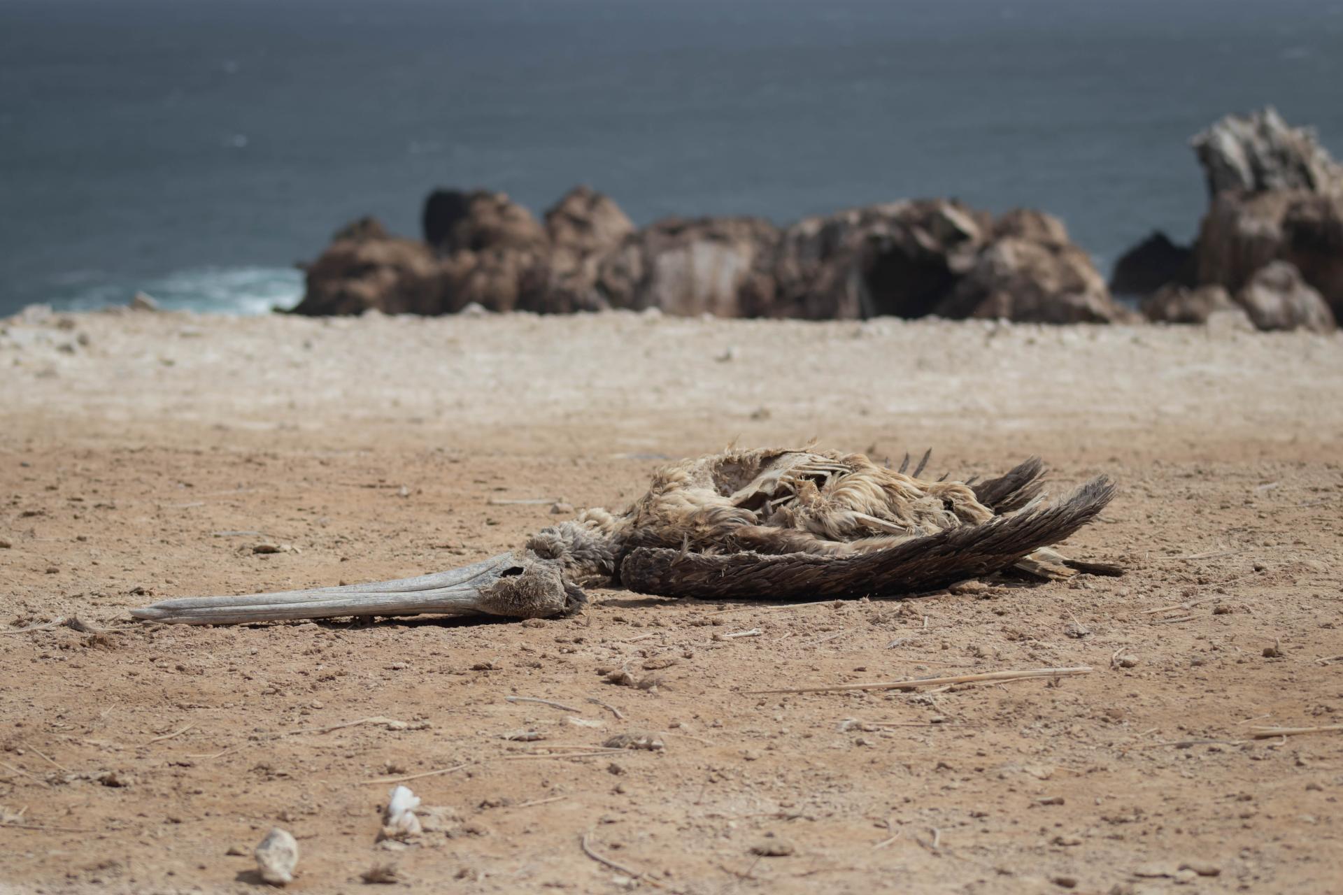 MUERTE. Además del deceso de fauna marina registradas en áreas protegidas, también se reportan cadáveres de pelícanos y otras especies en desembarcaderos y playas.
