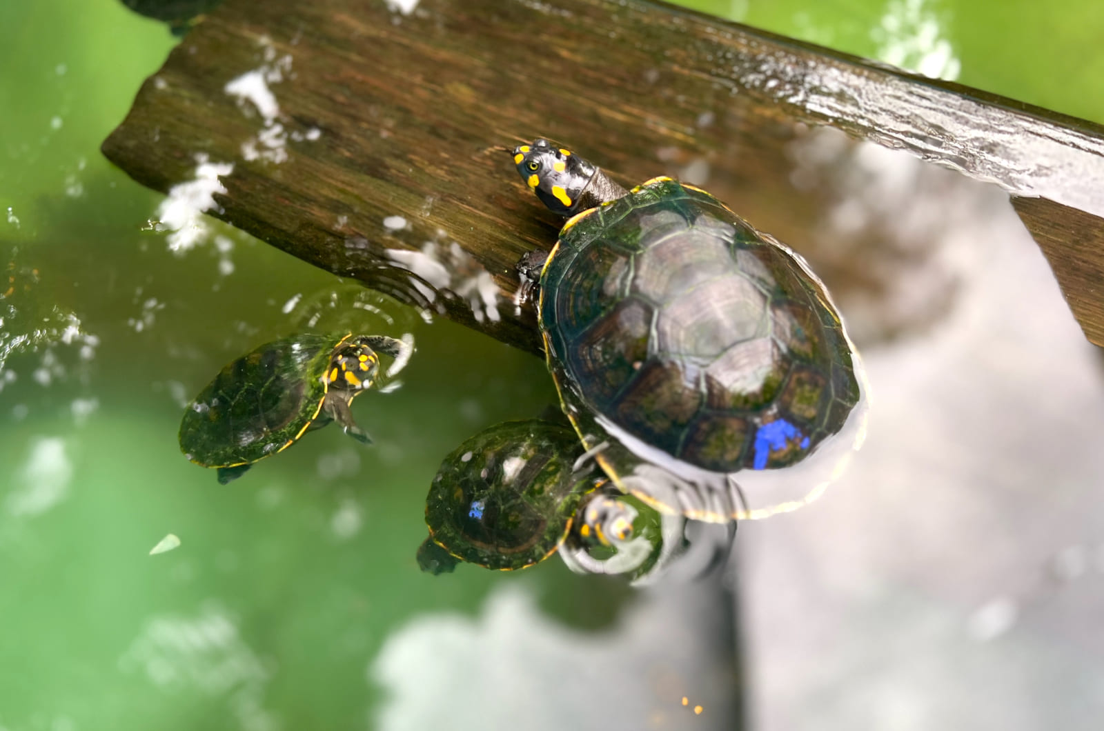 NEGOCIO. El mercado asiático es el pricipal destino de la fauna exportada por las hermanas Ferreyra.