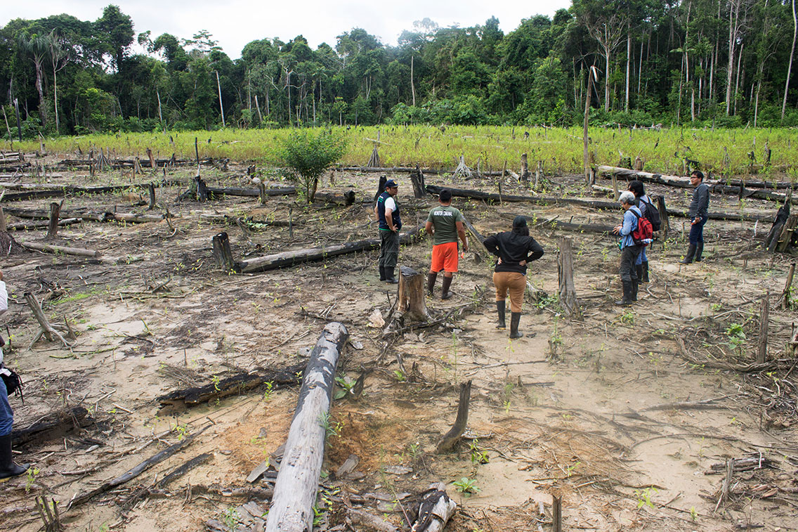 DEFORESTACIÓN. Los campos de cultivos de hoja de coca implican la quema de hectáreas de bosque.