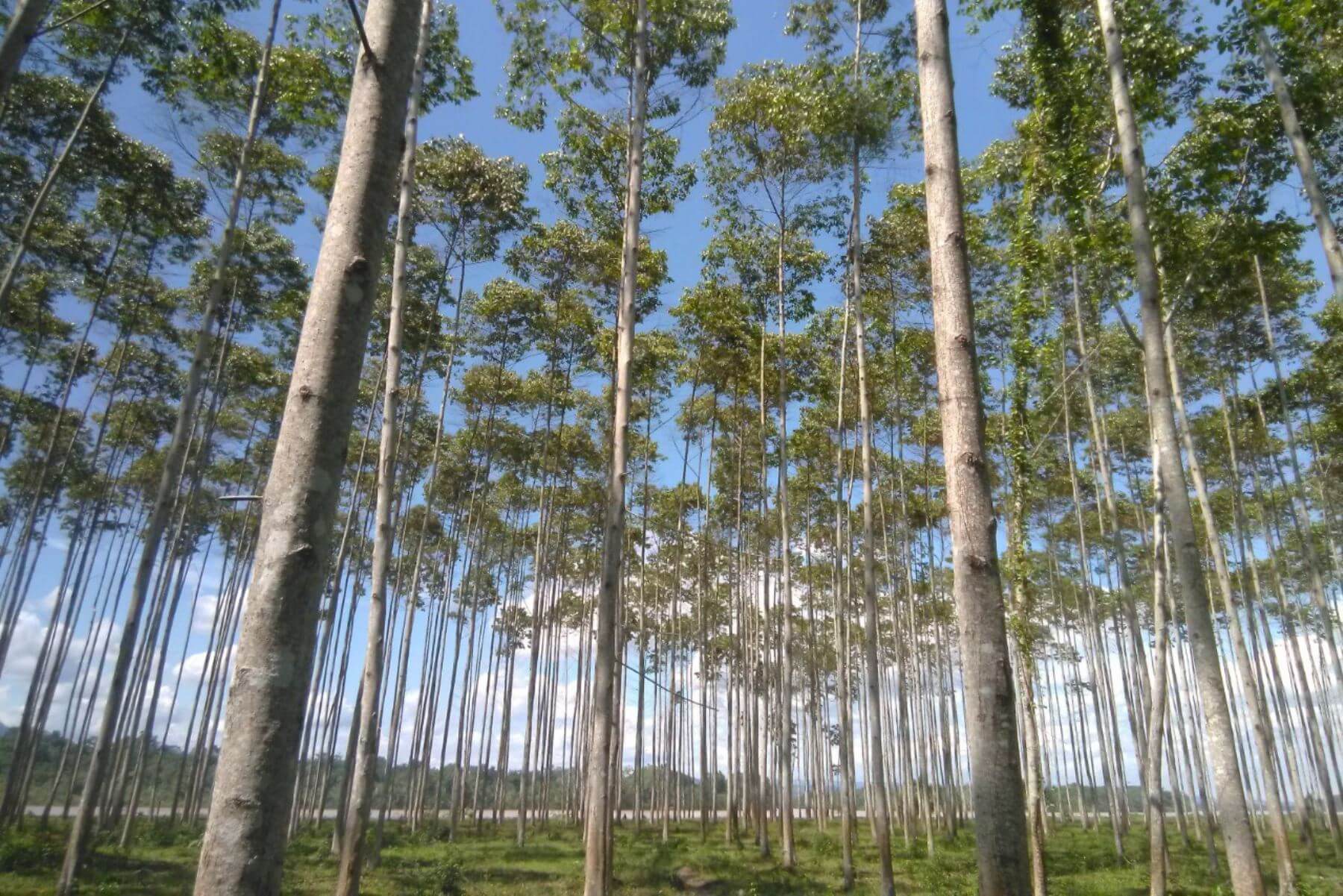 TOMAR ACCIÓN. La forestación y la reforestación constituyen una de las medidas necesarias a implementar para reducir las emisiones. Foto: Andina