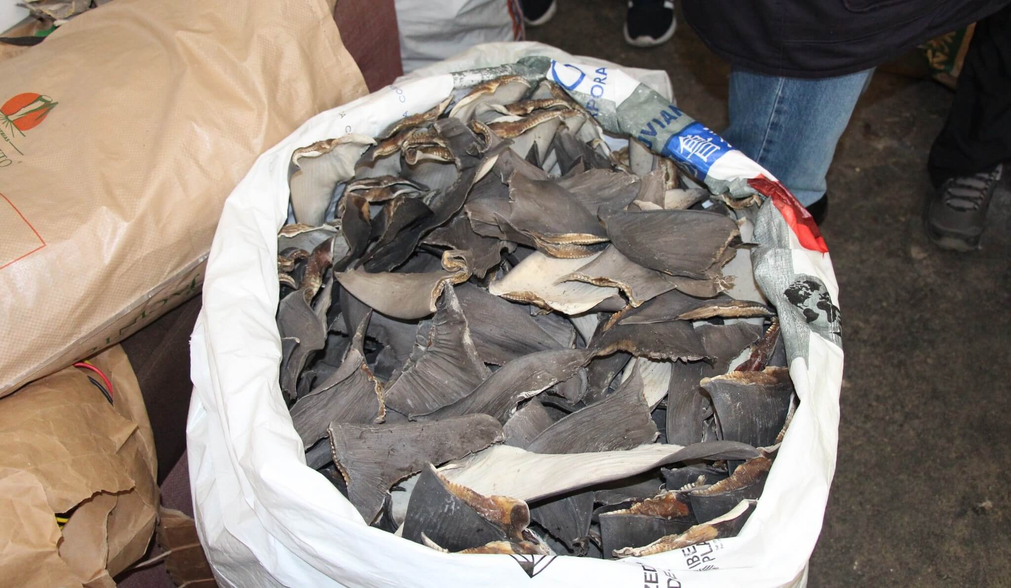 Aletas de tiburon decomisadas en un saco. 