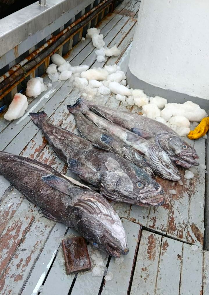 Bacalao de profundidad