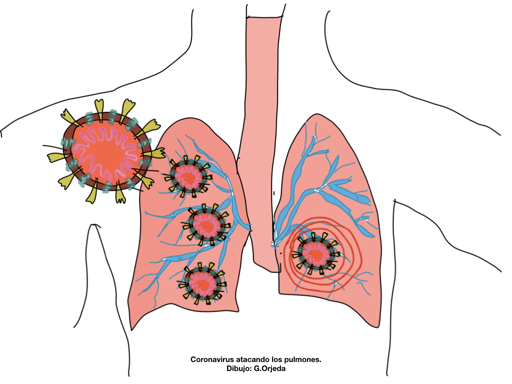 Pulmones