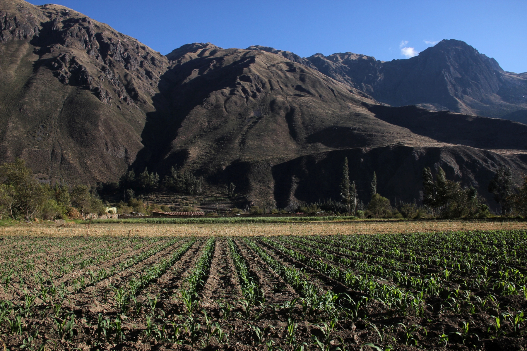 Cusco agricultura