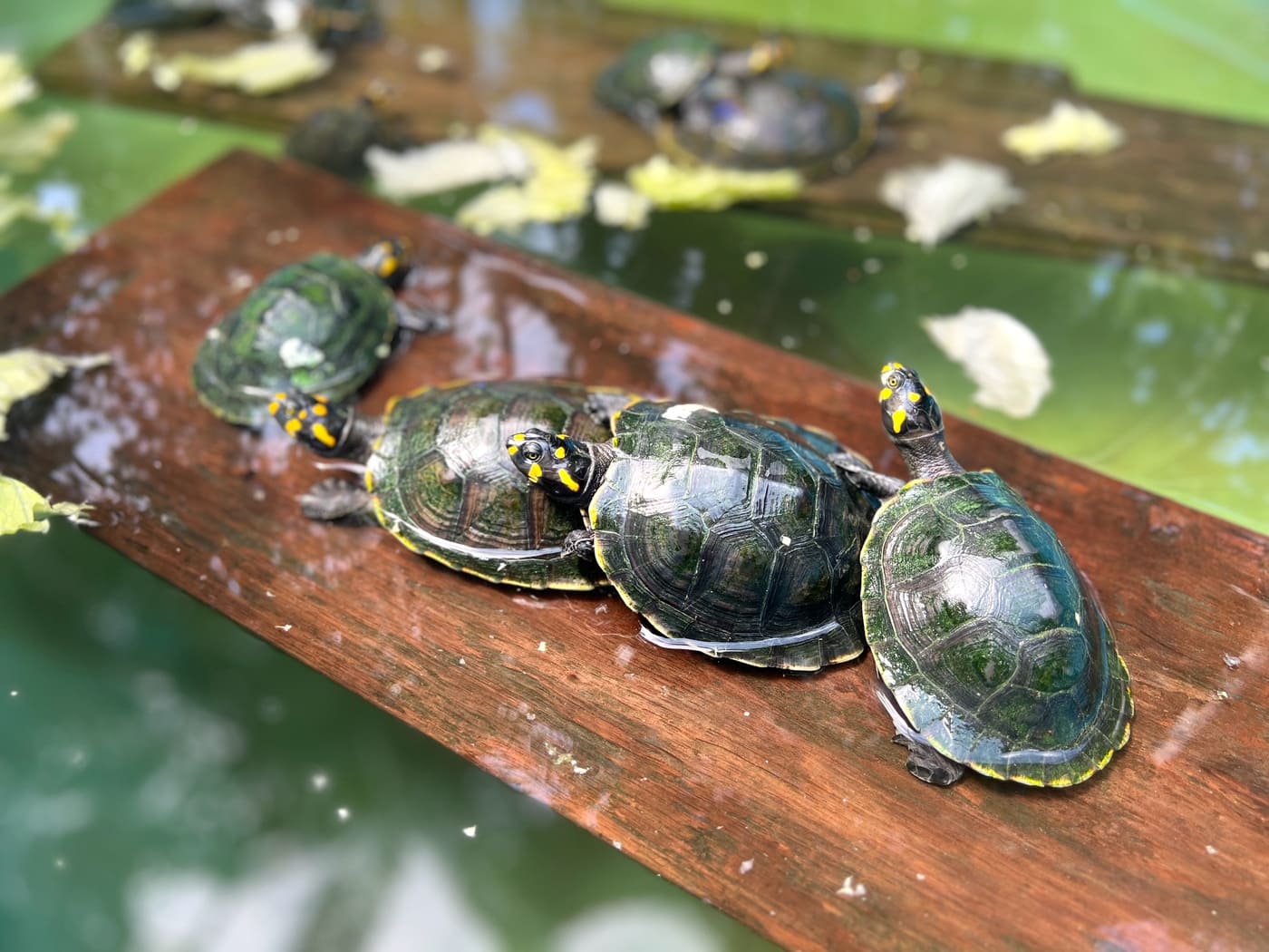 Tortugas taricaya national geographic
