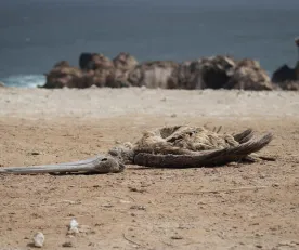 MUERTE. Además del deceso de fauna marina registradas en áreas protegidas, también se reportan cadáveres de pelícanos y otras especies en desembarcaderos y playas.
