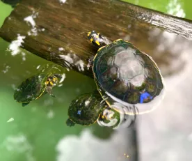NEGOCIO. El mercado asiático es el pricipal destino de la fauna exportada por las hermanas Ferreyra.