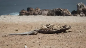MUERTE. Además del deceso de fauna marina registradas en áreas protegidas, también se reportan cadáveres de pelícanos y otras especies en desembarcaderos y playas.