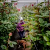 DEMANDA. Ecuador se convirtió en 2024 en el tercer exportador mundial de rosas, con más de 2 mil millones de unidades vendidas al año.