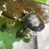 NEGOCIO. El mercado asiático es el pricipal destino de la fauna exportada por las hermanas Ferreyra.