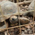 RESCATE. En los últimos 10 años se han decomisado más de 60 mil animales silvestres. Una de las especies más traficadas es la tortuga motelo.