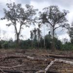 CAMBIOS. Proyecto del Minagri propone que empresas tengan un período de dos años para solicitar certificaciones ambientales al Estado peruano.