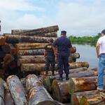 HISTÓRICO. En 2015 las autoridades incautaron 1.300 metros cúbicos de madera a 11 empresas, entre ellas a La Oroza. 