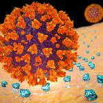 CORONAVIRUS. La unión del virus SARS-CoV-2 a los receptores ACE2 en una célula humana, la fase inicial de la infección por Covid-19, ilustración 3D elaborada por científicos.