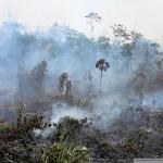 CONSECUENCIAS. Los incendios forestales y la deforestación han impactado en el equilibrio de la Amazonía
