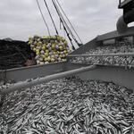 RESULTADOS. Un analisis de OjoPúblico revela que las empresas industriales siguen pescando anchoveta juvenil en exceso. 