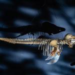 EXTINCIÓN. La marsopa, también llamada vaquita, es un mamífero del golfo de México que hoy se encuentra en peligro de extinción debido a comparte su hábitat con la pesca artesanal, su conservación implica el cambio a la forma en que se pesca en esta zona. Ahí empieza el principal problema de su conservación.