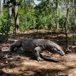 VULNERABLE. El lagarto más grande del mundo, el dragón de Komodo, se encuentra clasificado como una especie en peligro de extinción desde setiembre.