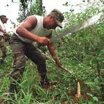 AMAZONÍA. Según el informe de Devida, el mayor incremento de cultivos de hoja de coca se registró en las fronteras con Colombia y Brasil.