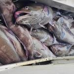 EXTRACCIÓN. Para 2026, Produce estableció que la cuota de captura de bacalao de profundidad es de 170 toneladas.