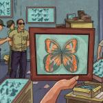 TRÁFICO. El comercio de mariposas mueve anualmente millones de dólares. En 2023, registró más de 50.000 ventas que involucraron a estos insectos. 