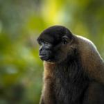MONO CHORO. Debemos entender el tráfico de fauna silvestre no solo como un problema ambiental, sino como un problema que afecta a los animales y a las personas.