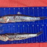 JUVENILES. De un total de 333.884 toneladas de anchoveta que se han extraído en los primeros 13 días de la temporada de pesca, 135.550 toneladas fueron juveniles. 