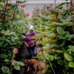 DEMANDA. Ecuador se convirtió en 2024 en el tercer exportador mundial de rosas, con más de 2 mil millones de unidades vendidas al año.