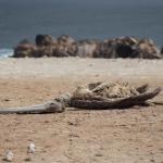 MUERTE. Además del deceso de fauna marina registradas en áreas protegidas, también se reportan cadáveres de pelícanos y otras especies en desembarcaderos y playas.