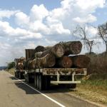 EXTRACCIÓN. Especies forestales vulnerables son extraídas de la Amazonía de manera ilegal.