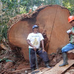 INFORME. Investigación del Centro para el Derecho Internacional Ambiental (CIEL) analizó más de mil Guías de Transporte Forestal correspondientes a las regiones de Loreto y Ucayali.