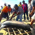 EXPORTACIÓN. Perú envía aletas de tiburón a mercados en Asia.