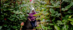 DEMANDA. Ecuador se convirtió en 2024 en el tercer exportador mundial de rosas, con más de 2 mil millones de unidades vendidas al año.