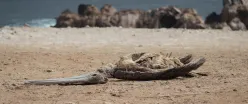 MUERTE. Además del deceso de fauna marina registradas en áreas protegidas, también se reportan cadáveres de pelícanos y otras especies en desembarcaderos y playas.