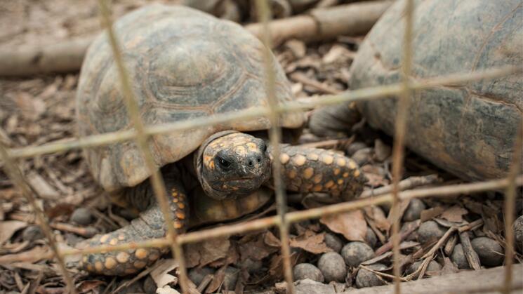RESCATE. En los últimos 10 años se han decomisado más de 60 mil animales silvestres. Una de las especies más traficadas es la tortuga motelo.