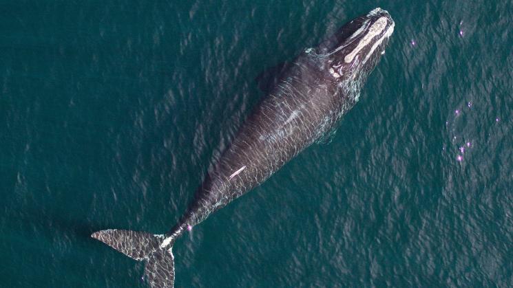 PELIGRO. Además de su posible extinción, las ballenas del Atlántico norte -también llamadas de los vascos- también se están encogiendo según reciente investigación. 