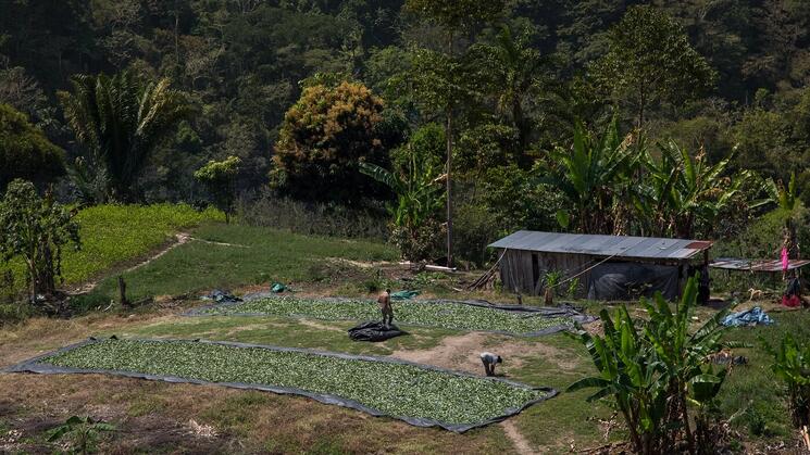 INCREMENTO. Secado de hoja de coca en una vivienda en el valle de los ríos Apurímac, Ene y Mantaro (Vraem), la zona con la mayor producción de este cultivo en el país.
