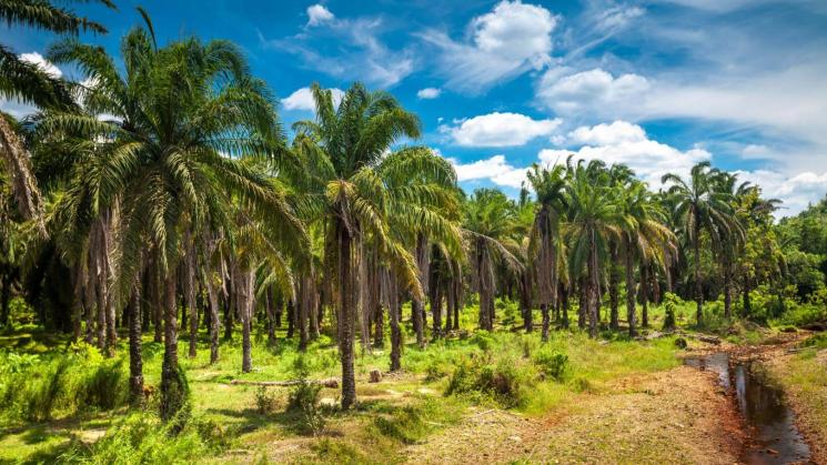CONFLICTO. El incremento de los cultivos de palma aceitera en Ucayali ha generado enfrentamientos con comunidades indígenas.